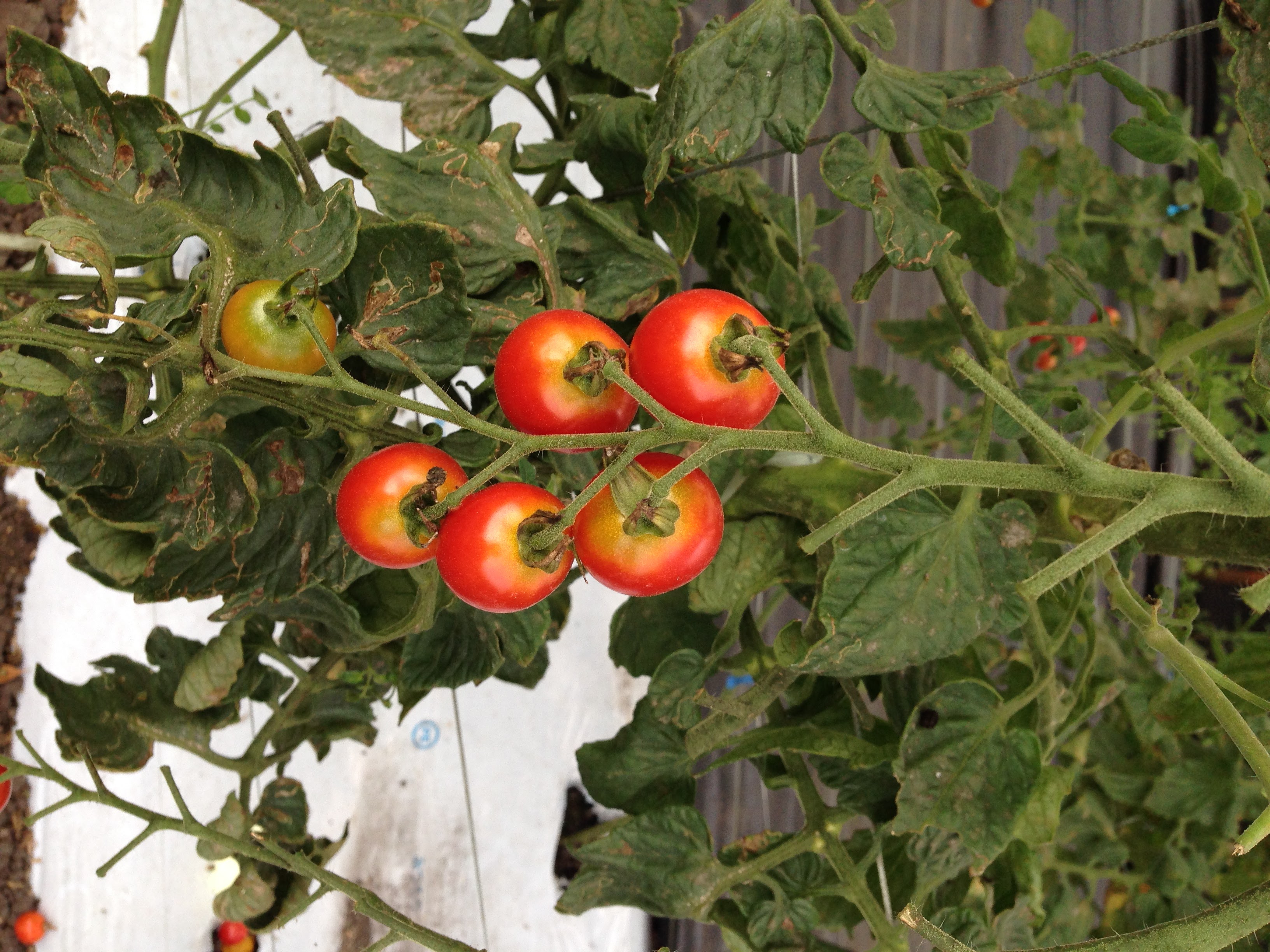 ミニトマト グリーンバック果とガク枯れ 速効性の対処法は無い 無色の畑のブログ