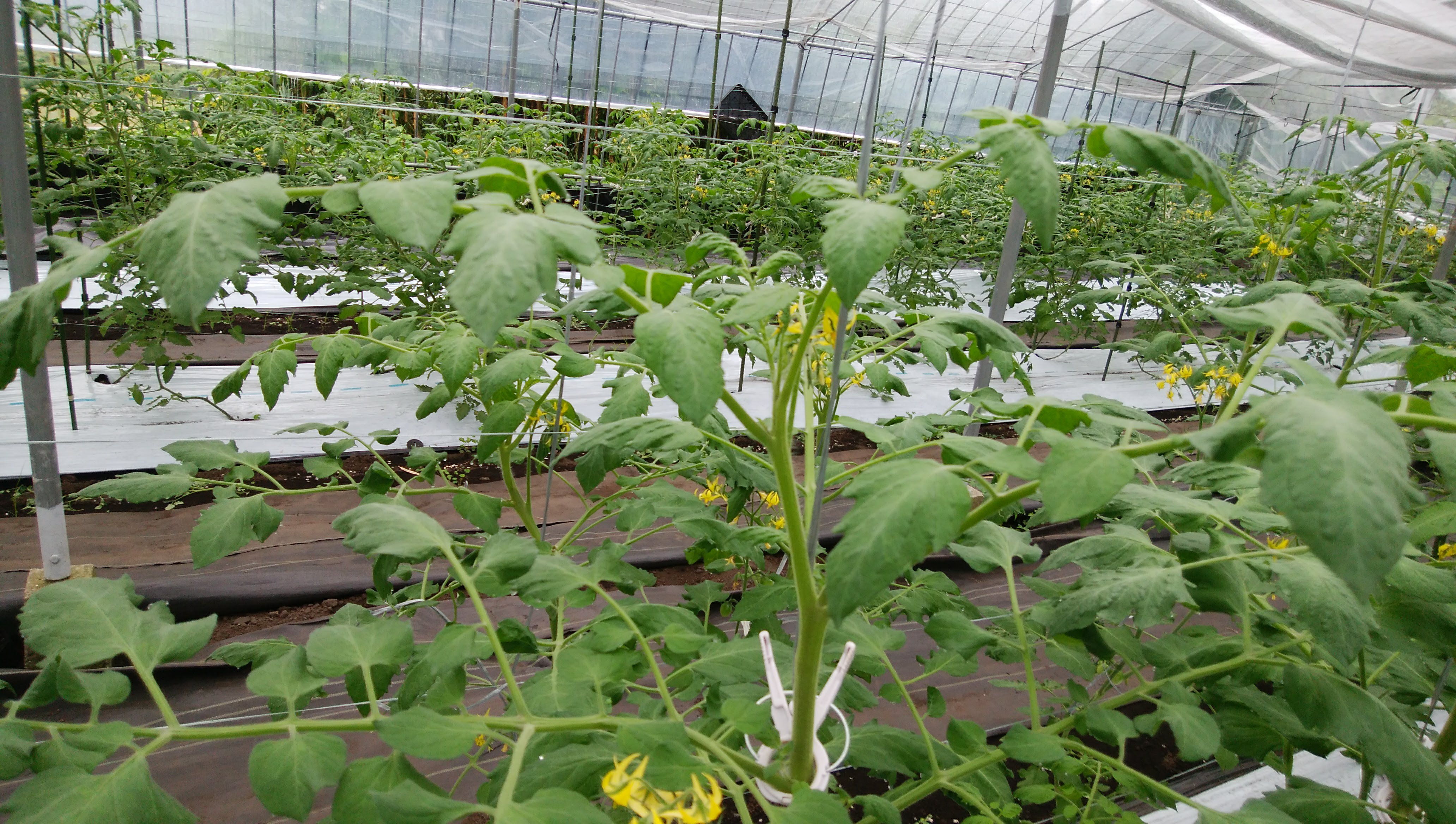 ミニトマト栽培でよくある芯止まりの対処法 原因は生理障害 無色の畑のブログ