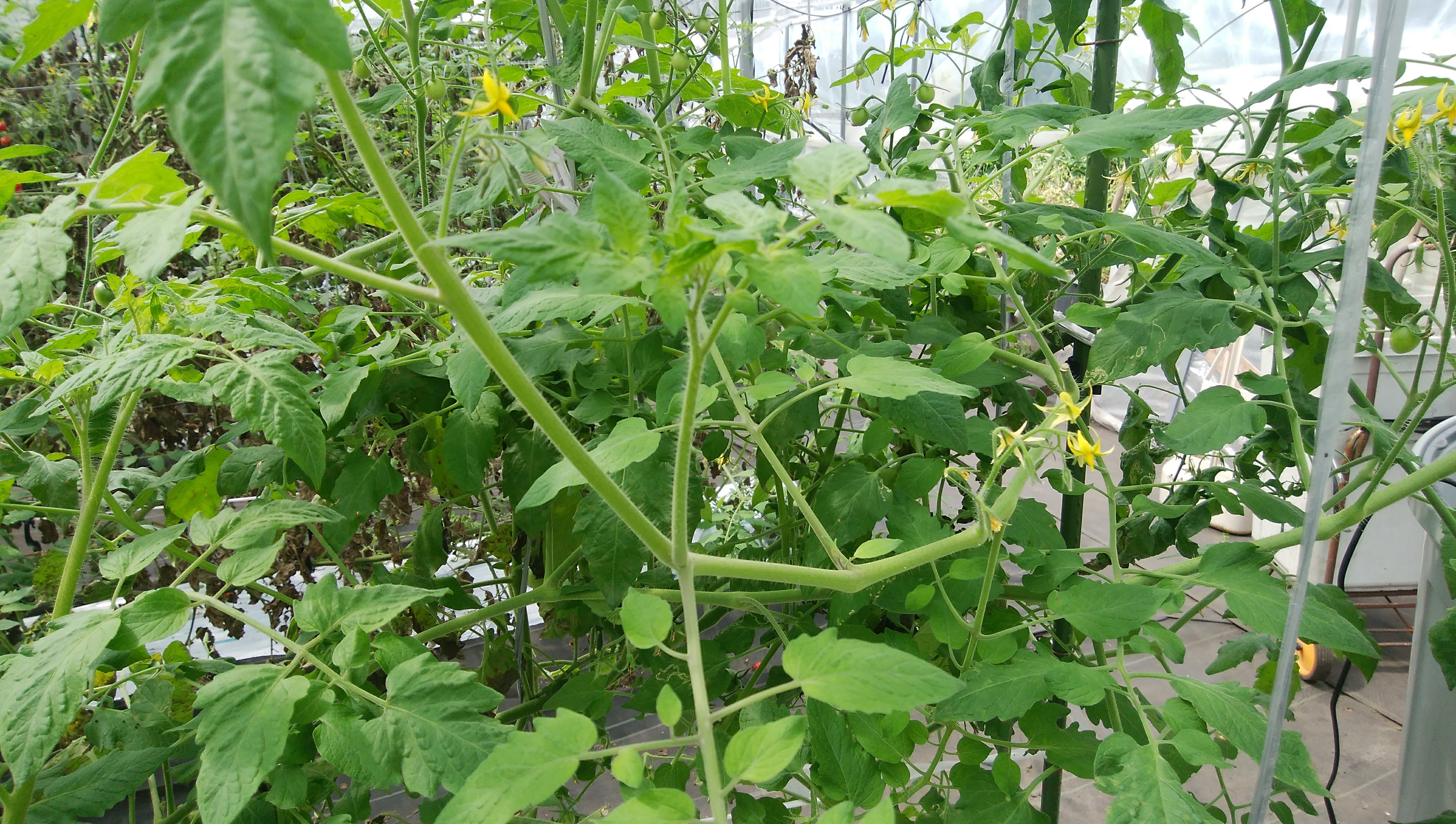 1人農業的ミニトマトの脇芽かきのやり方 スピード脇芽かき2選 無色の畑のブログ